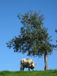 2007-05-09_Helmut-Steinbacher_Steinmanderl 05.JPG