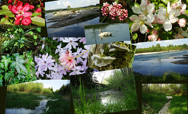 Schöner Kontrast: Blumen aus den Gärten an der Straße oberhalb der Isar - und die Isar wild und schön!  	   Zum Vergrößern bitte auf das Foto klicken