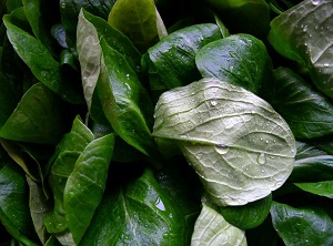 Bruno Weihsbrodt - Feldsalat