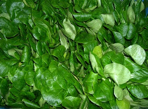 Bruno Weihsbrodt - Feldsalat