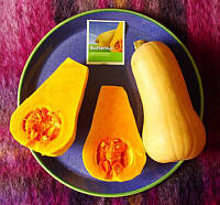 © Regina F.  Rau:  Herbst - Butternuss-Kürbis + Topinambur (Sonnenblumenwurzel)
