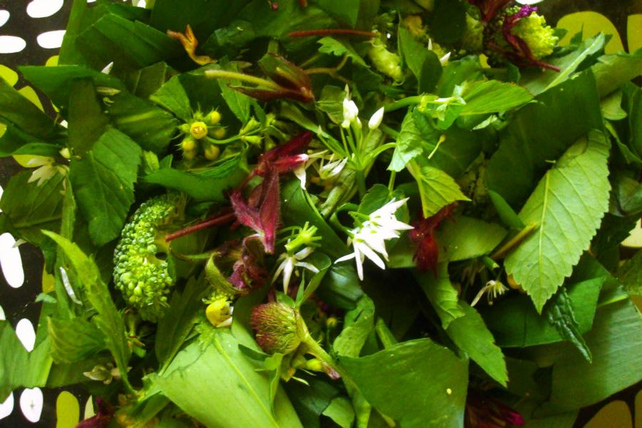 Regina F. Rau: Frühlingswiesen-Salat mit Bärlauch 