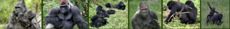 Gorilla-Line