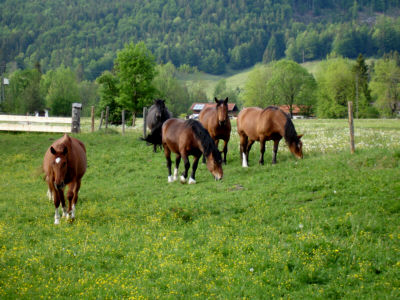 Foto: Regina Rau - Pferde in der Jachenau,  Bayrische Alpen