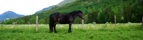 Foto: Regina Rau -  in der Jachenau,  Bayrische Alpen