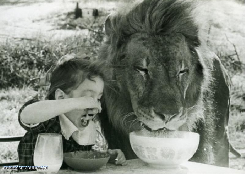 Löwe und Freundin essen Getreide-Müsli - Lion and his 