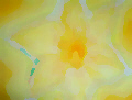© Regina F. Rau -  Lichtblüte