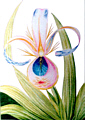 © Regina F. Rau - 'Bachblüte' Orchidee
