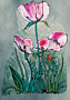 © Regina F. Rau: 'Klatschmohn rosa'