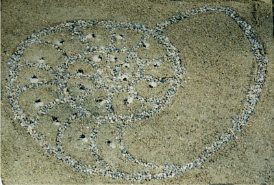 Nautillus aus Sand