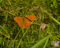 Wildkräuter Sammeln