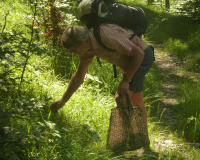 Wildkräuter Sammeln