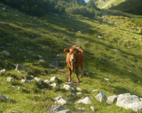 Abstieg von der Weilheimer Hütte