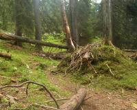 Steig zur Krüner Alm