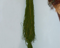 Frühlahner Binsalm