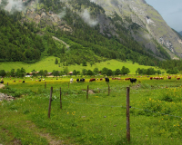 Frühlahner Binsalm