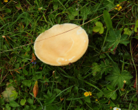 Frühlahner Binsalm Frühlahner Binsalm