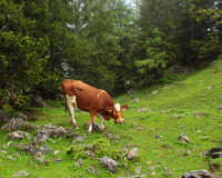 Frühlahner Binsalm Frühlahner Binsalm