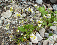 Frühlahner Binsalm Frühlahner Binsalm