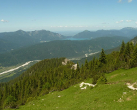 bei der Schafkehre