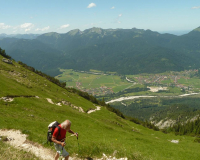 bei der Schafkehre