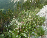 auf dem Lakaeiensteig