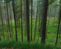 bei der Auhütte