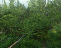 AufstiegPleisenhuette