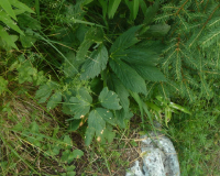 AufstiegPleisenhuette