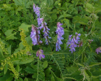 AufstiegPleisenhuette