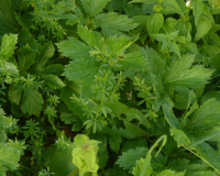 AufstiegPleisenhuette