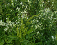 AufstiegPleisenhuette