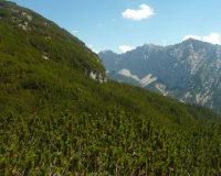 Aufstieg Pleisenspitze
