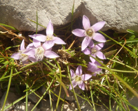 Aufstieg Pleisenspitze