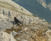 Aufstieg Pleisenspitze