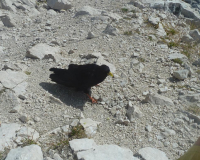 Aufstieg Pleisenspitze