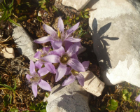 Aufstieg Pleisenspitze