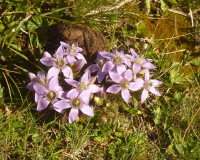 Aufstieg Pleisenspitze