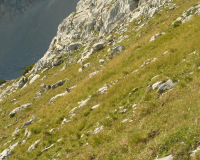 Aufstieg Pleisenspitze