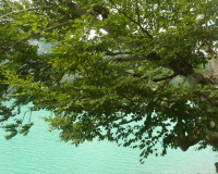 Walchensee