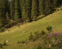 Aufstieg Pleisenspitze