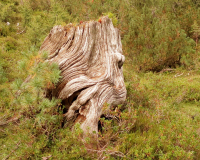 Aufstieg Pleisenspitze