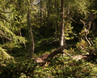 Aufstieg Pleisenspitze
