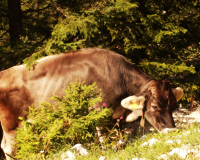 Aufstieg Pleisenspitze