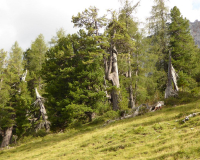 Aufstieg Pleisenspitze