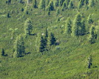 Aufstieg Pleisenspitze