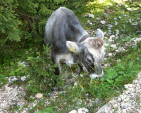 Aufstieg Pleisenspitze