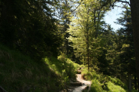 Desselkopf Reginas Fotos