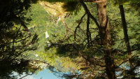 Desselkopf Vronis Fotos)