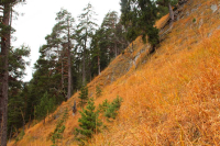 von Walchensee zum Herzogstandhaus (1570m)
